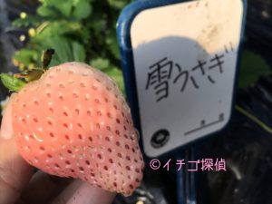 イチゴ探偵｜雪うさぎ品種図鑑