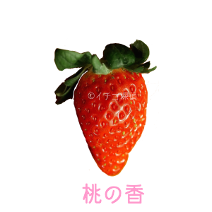 イチゴ探偵｜桃の香品種図鑑