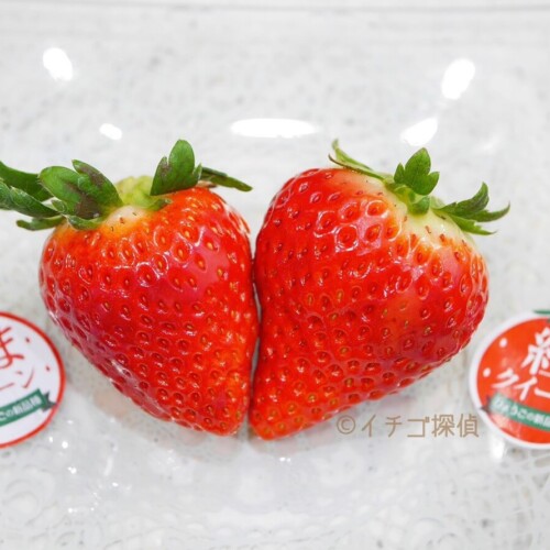 【篠田いちご園】あまクイーン・紅クイーンを食べ比べ！兵庫県生まれの新品種いちご姉妹を堪能！