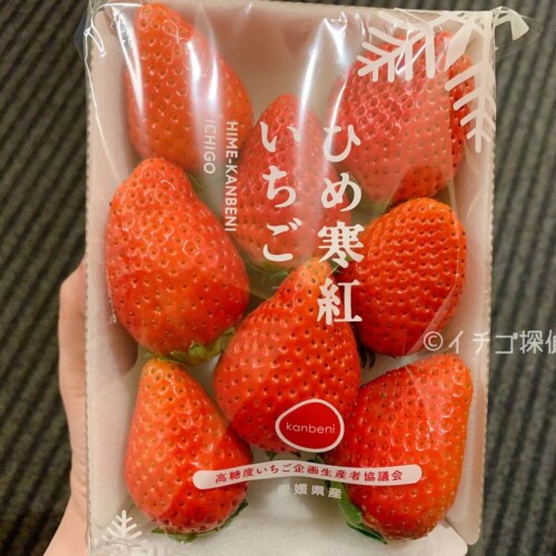 【ひめ寒紅いちご】寒じめという手法で甘さを凝縮した高糖度の希少いちごを「横浜水信」で購入！