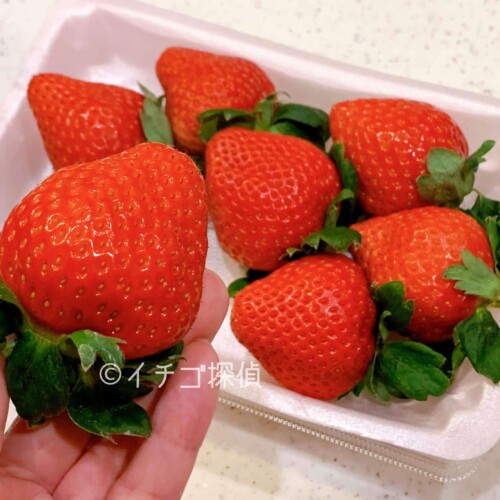 【恋のぞみ】熊本県産イチゴを実食！品種名は【恋みのり】大粒で輸送性に優れた新品種いちご！