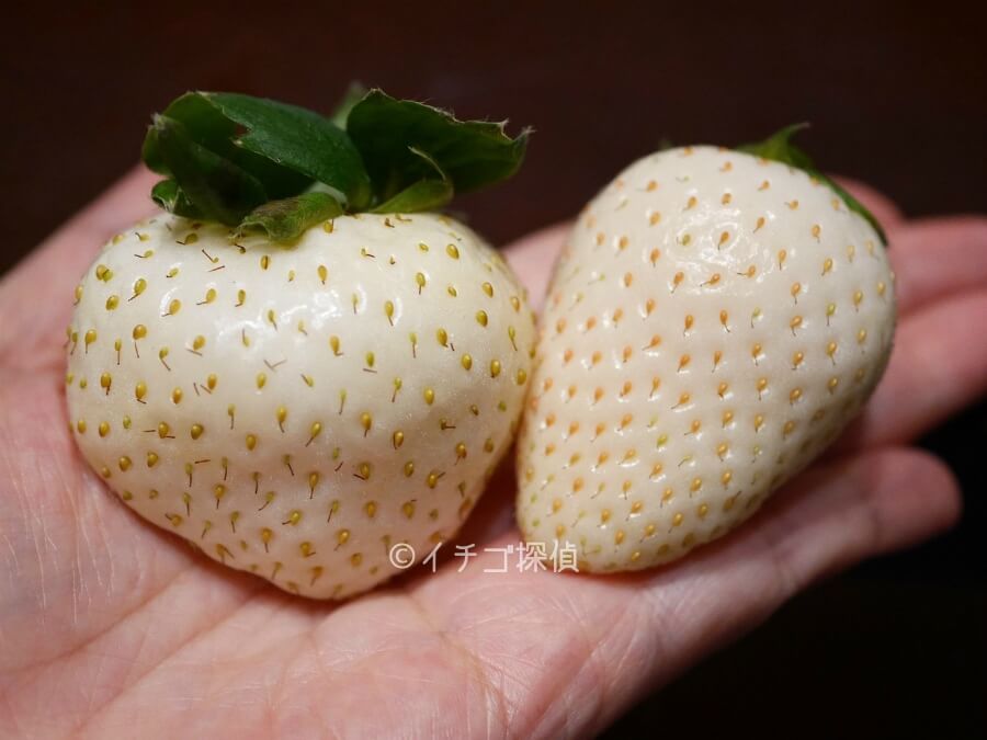 新品種の白いちご【真珠姫】奈良いちごラボが育成したトロピカルな香りの苺！ほんのり黄色いイチゴも！